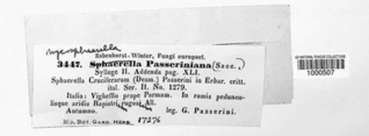 Mycosphaerella passeriniana image